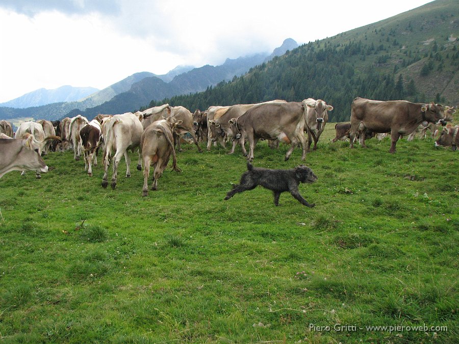 canipastore 088.jpg - Questo cane sa il fatto suo